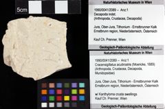 Foto (Objket + Etiketten) von Cracensigillatus acutirostris (Moericke, 1889) 